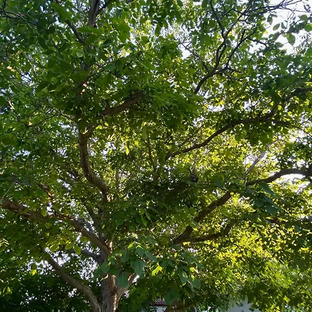 Zirganos Horton Pelion 2 * Χόρτο