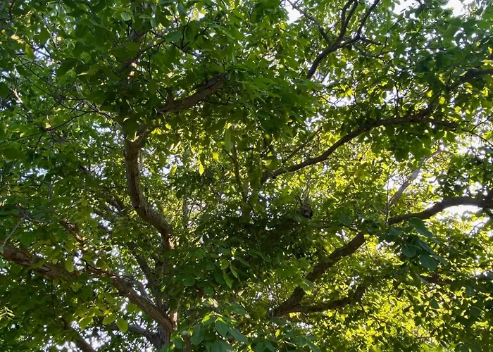 Zirganos Horton Pelion 2 * Χόρτο